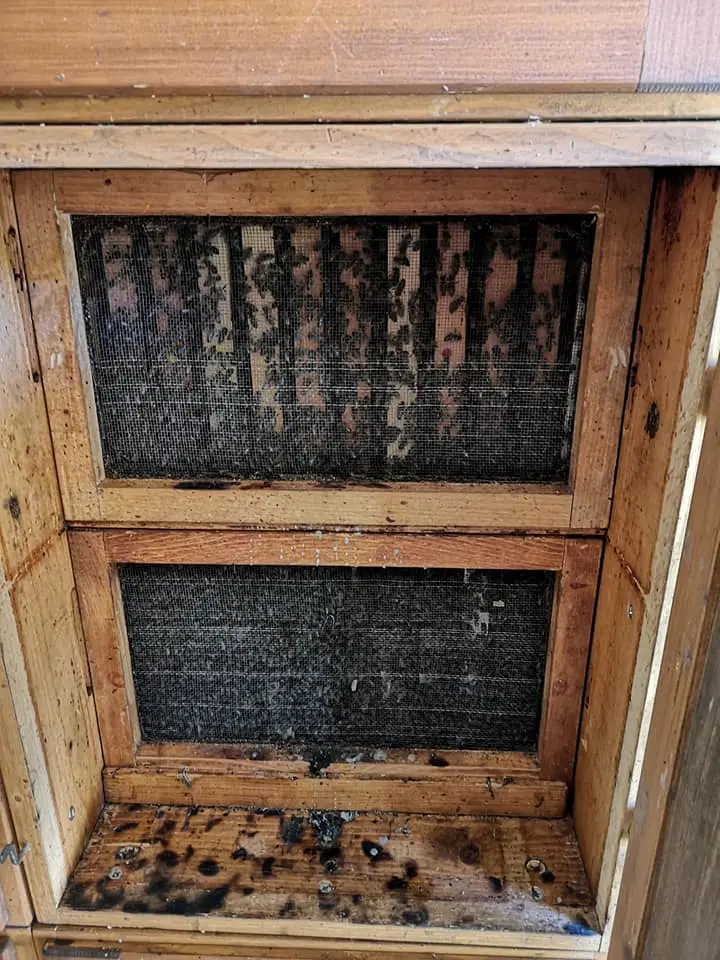 Utrinki iz čebelnjaka 18